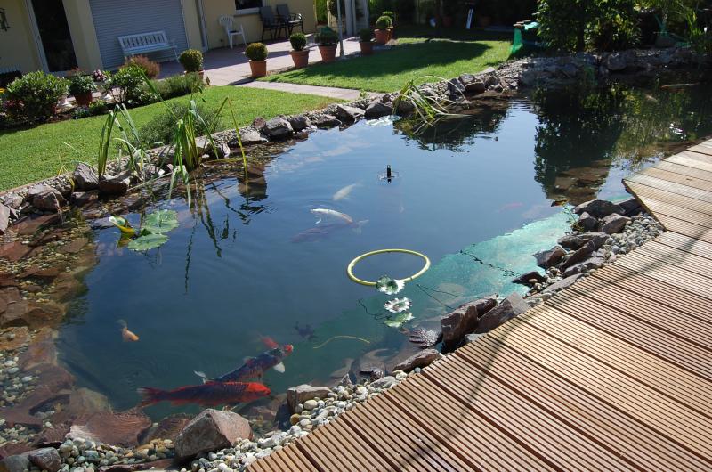 Mein neuer Koi Teich KoiLive.de KoiForum